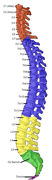 The Human Spine | Wilder Chiropractic Center